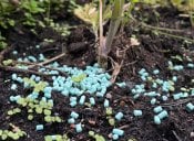 Sluggers sneglemiddel pellets