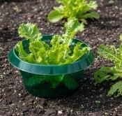 Sluggers® 6-pak Snegleværn til køkkenhaven