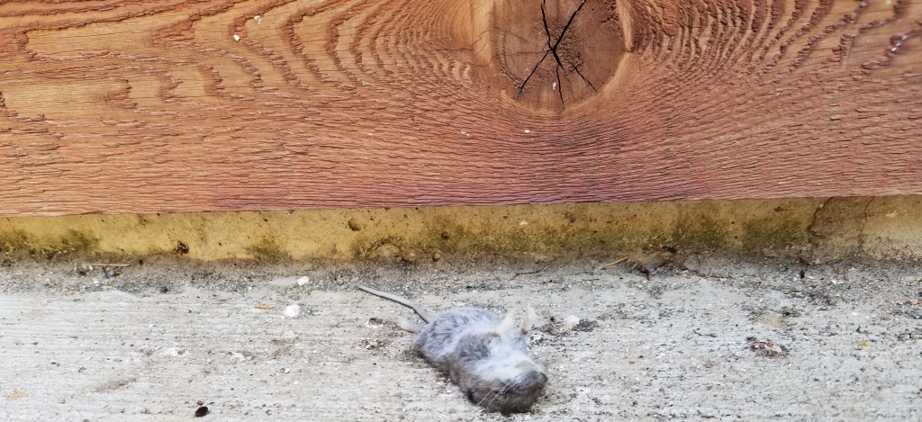 Død mus i hus