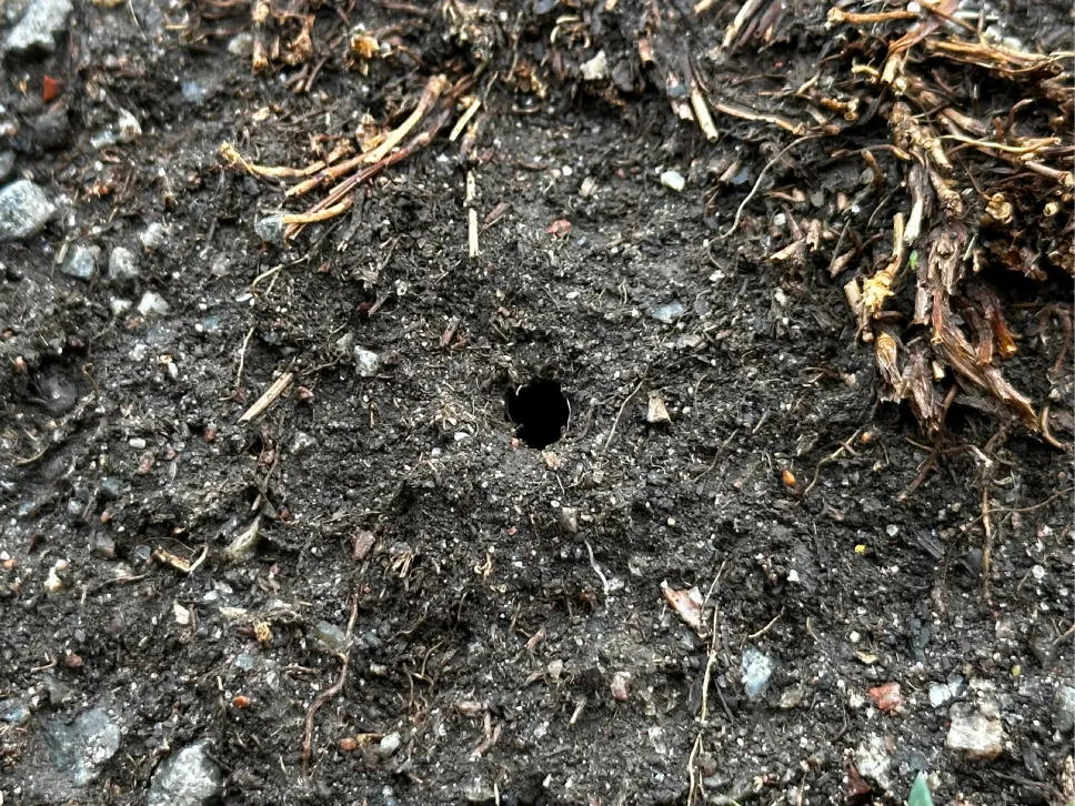 Fuglehuller fra matsøg