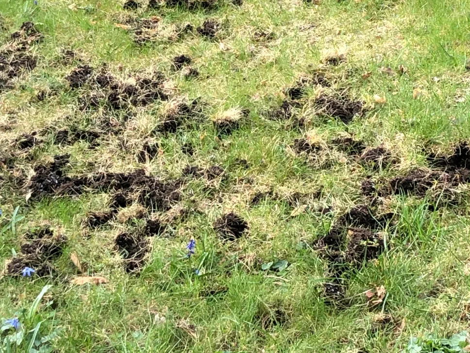 Grævlingehuller i græsplænen