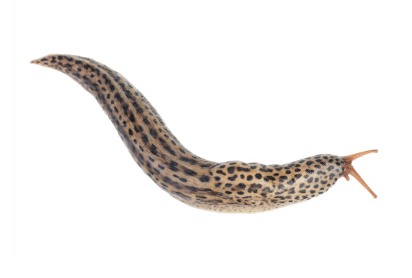 Pantersnigel leopardsnigel