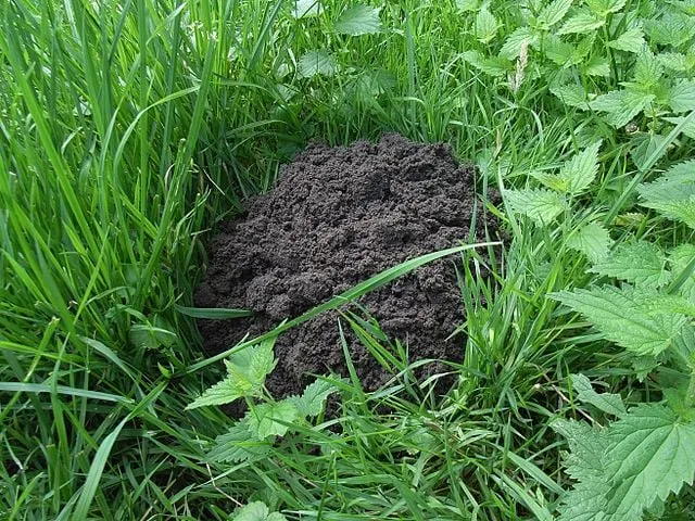 muldvarp muldvarpeskud jordbunke