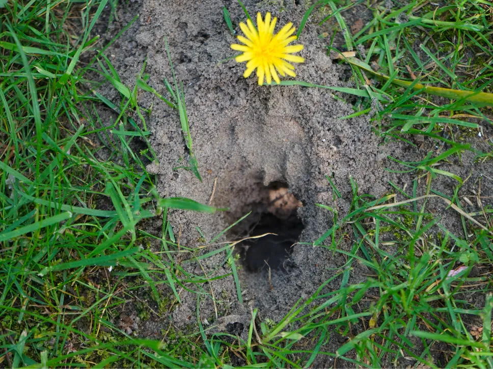 Musehuller i plænen