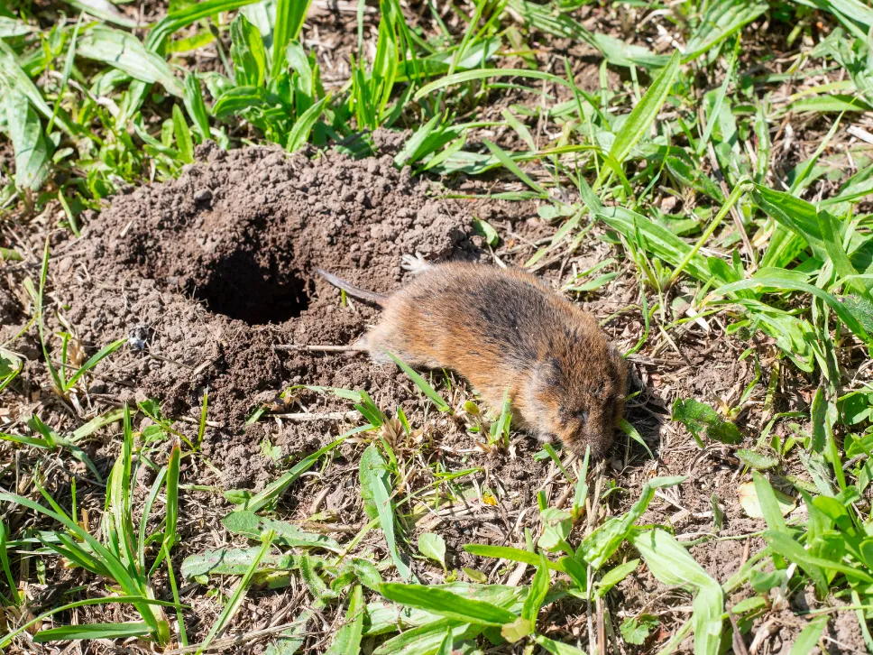 Mosegrishul mosegris huller 